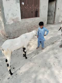 bakra