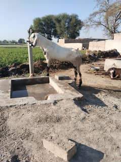 bakra
