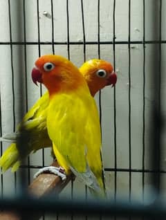lovebirds breeder Pairs (Palefellows, Dilutes & Oplines)