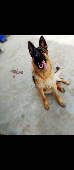 German shephard/German Shepherd stock Coat female and Puppies