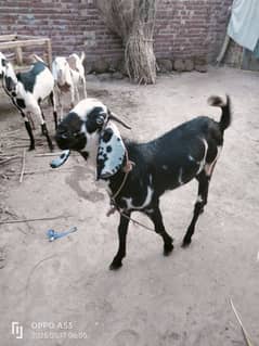 Bakra