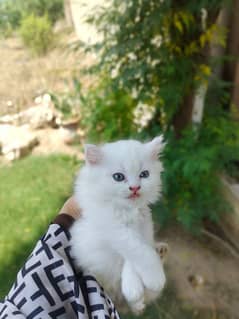 kitten | white cat | kitten Persian cat