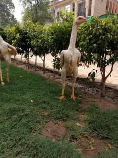 White Shamo