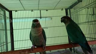 Blue turquoise conure pair parrots available