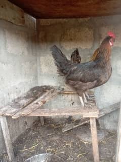 hen golden misri