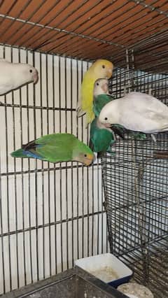 Lovebirds