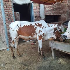 Male and Female cow is available for Qurbani 2025.
