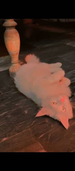 male cat for sale in reasonable price