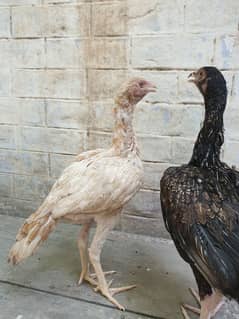 Assel Females. Whatsapp 03499848637
