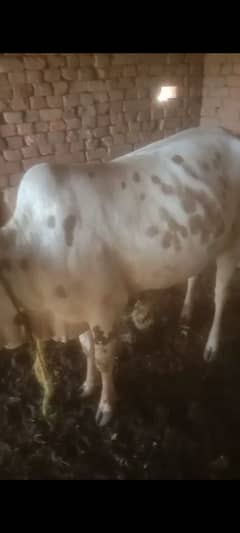 Masha allah bouth he payra Janwar qurbanii k leya for sale