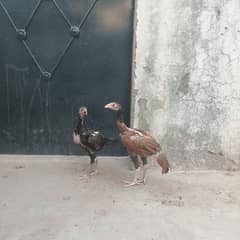 Aseel pair Healthy and active age 4 months