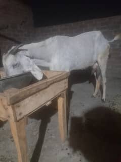 dasi