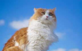 Triple coat pure Persian  male cat  for sale