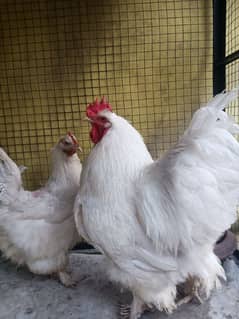 White heavy buff breeder pair for sale ( With their  3 eggs)