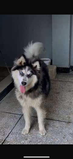 Siberian