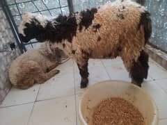 mundra chatra for sale best for qurbani 2025