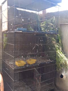 parrots and hens cage used