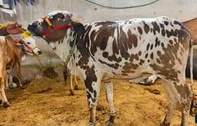 Bachiya cows for sale 25 animals for qurbani 2025 sale
