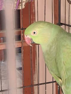 Ringneck green parrot