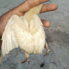 Hera aseel chicks for sale