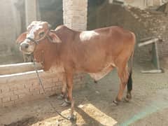 Bull for #Qurbani