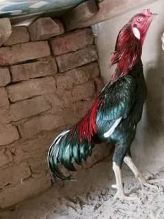 aseel lasani