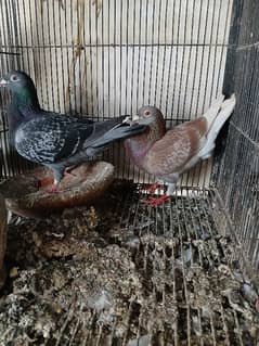 pigeon
