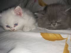 kittens for sale