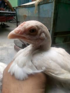 for sale