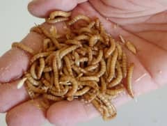 Mealworms