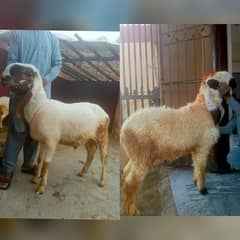 Do Chatray for sale Heavy weight