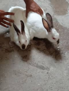 Callifornia Rabbit pair for sale 25000 Dono ka