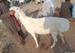 age 14 month for eidulazha
