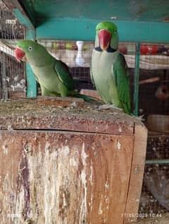 BREEDER RAW PARROT PAIR FOR SALE
