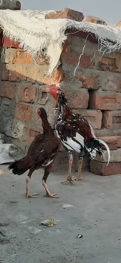 Aseel mugra murgi pair