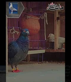 kasad