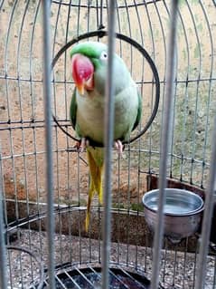 Raw Parrot (female) for Sale