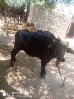 bafeloo