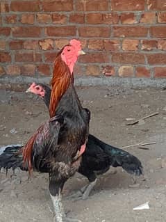 burmi pakoya pair