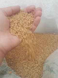wheat  healthy food eat and stay healthy