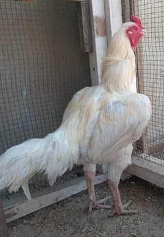 2 breeder male