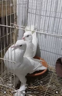 breeder pair