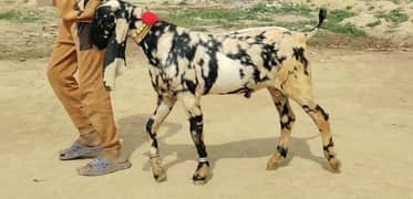 Rajan puri nasl Kala shahra print bakra for sale,,03360306873,,