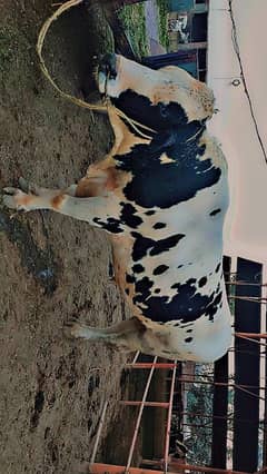 Fareezan bull