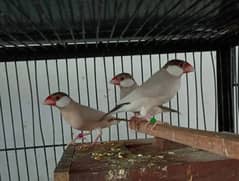 foan java quality birds