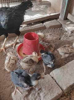 1 female and 6 chicks 3 expensive healthy and active