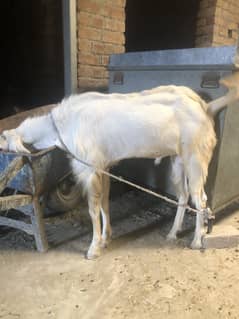 Goat For sale | Qurbani Bakra | Bakra | 2 Dant | بکرا