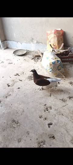 7 best quality pigeons for sell