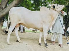 Fateh jhangi bull for sale