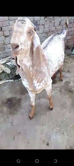 makhi china lellay Jodi donday